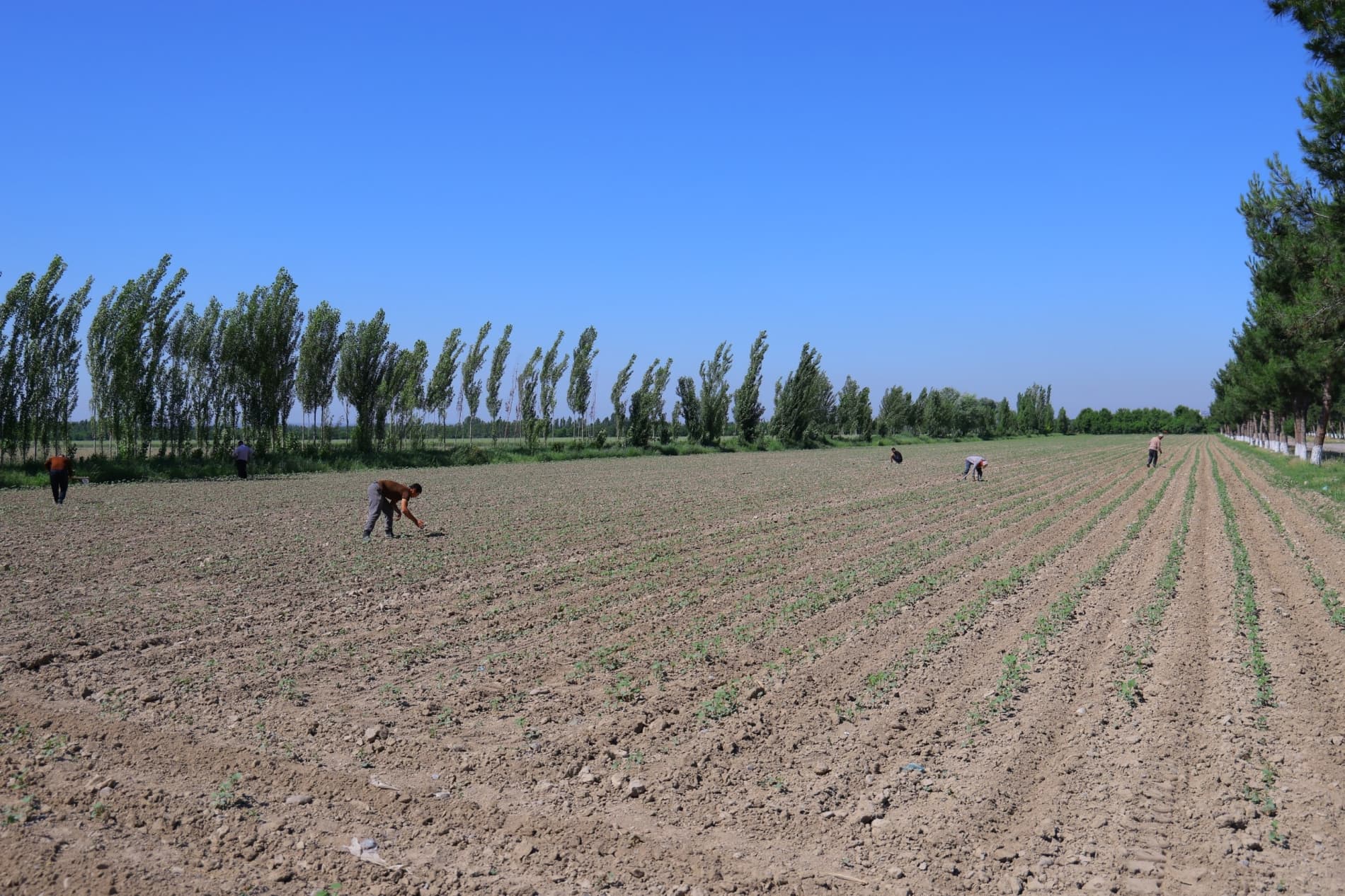 Hosil taqdiri — agrotexnik tadbirlar sifatiga bogʻliq