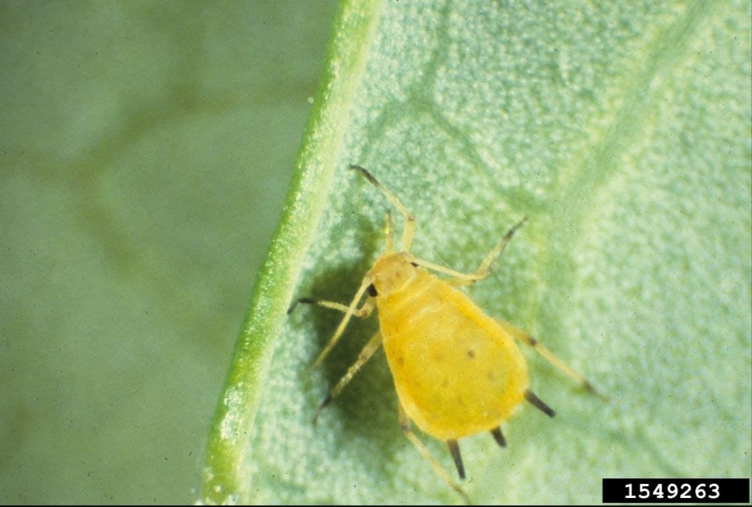 Poliz shirasi (Aphis gossypii)