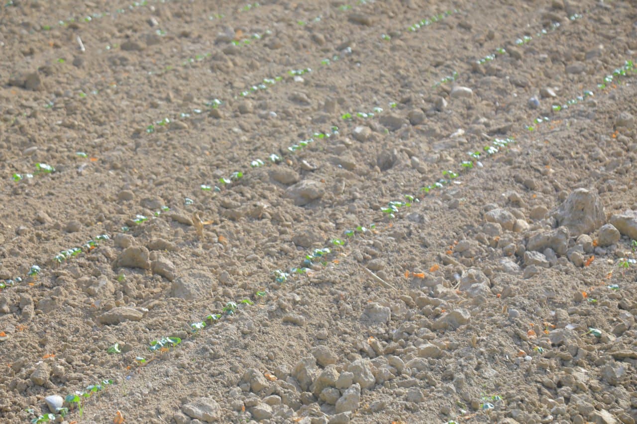 Grain is grown on 42 hectares of the Uychi Nihoi farm in the Uychi Mirishkor Kanoti MMTP in Uychi district. Cotton seedlings on 20 hectares are also developing well. Currently, cultivation work is underway in the cotton fields. In the field shed, cocoon