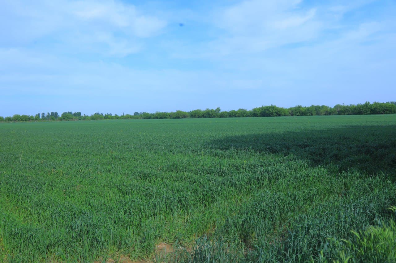 Grain is grown on 42 hectares of the Uychi Nihoi farm in the Uychi Mirishkor Kanoti MMTP in Uychi district. Cotton seedlings on 20 hectares are also developing well. Currently, cultivation work is underway in the cotton fields. In the field shed, cocoon