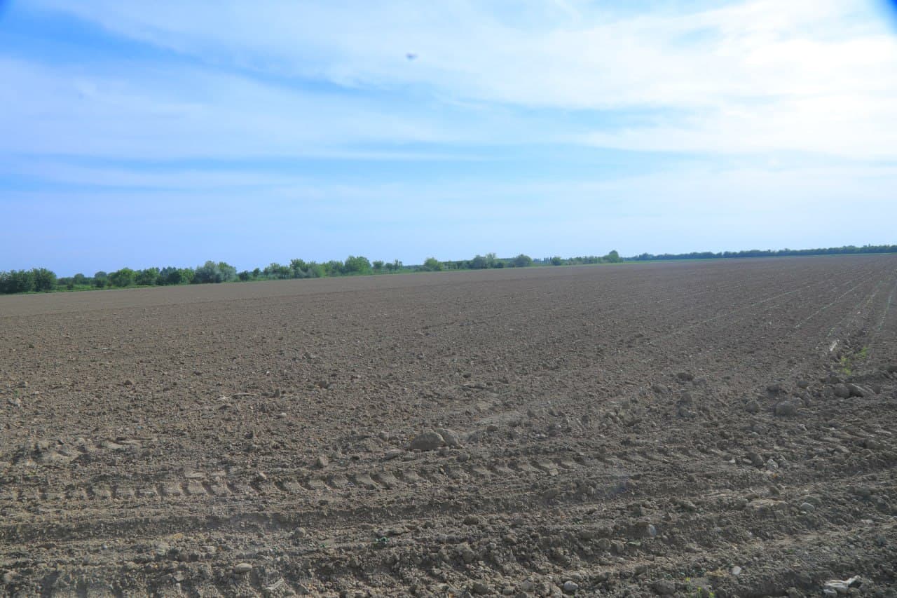 Grain is grown on 42 hectares of the Uychi Nihoi farm in the Uychi Mirishkor Kanoti MMTP in Uychi district. Cotton seedlings on 20 hectares are also developing well. Currently, cultivation work is underway in the cotton fields. In the field shed, cocoon