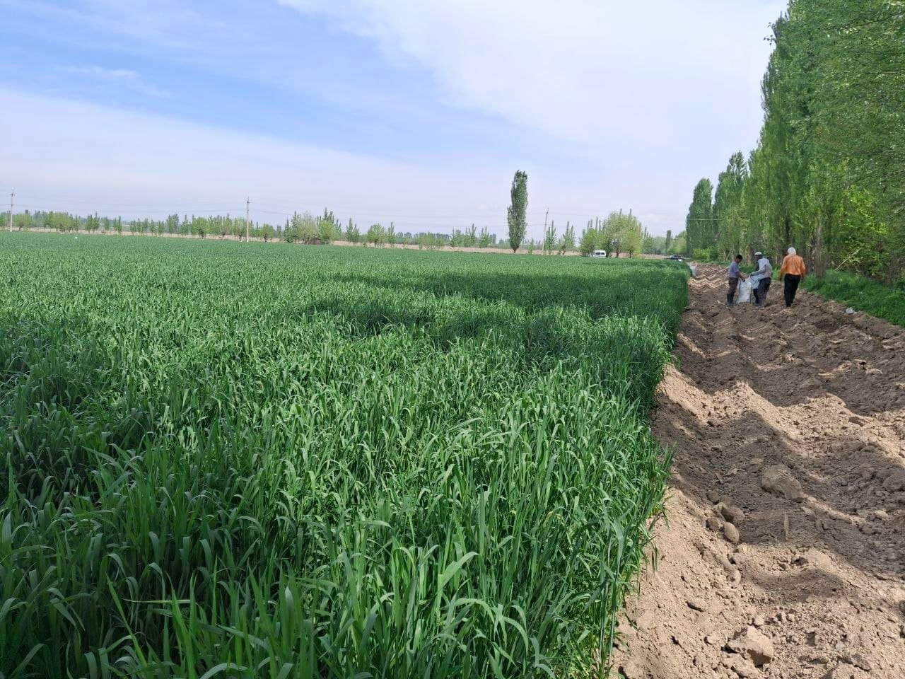 Уйчи туманида баҳорги агротехник ишлар уюшқоқлик билан олиб борилмоқда.