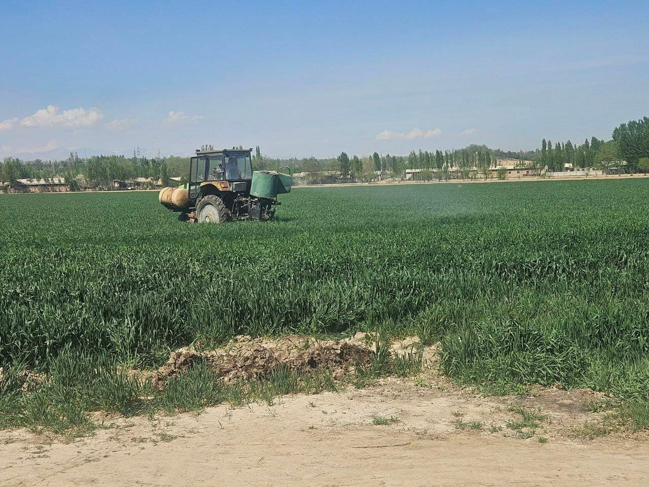 Уйчи туманида баҳорги агротехник ишлар уюшқоқлик билан олиб борилмоқда.