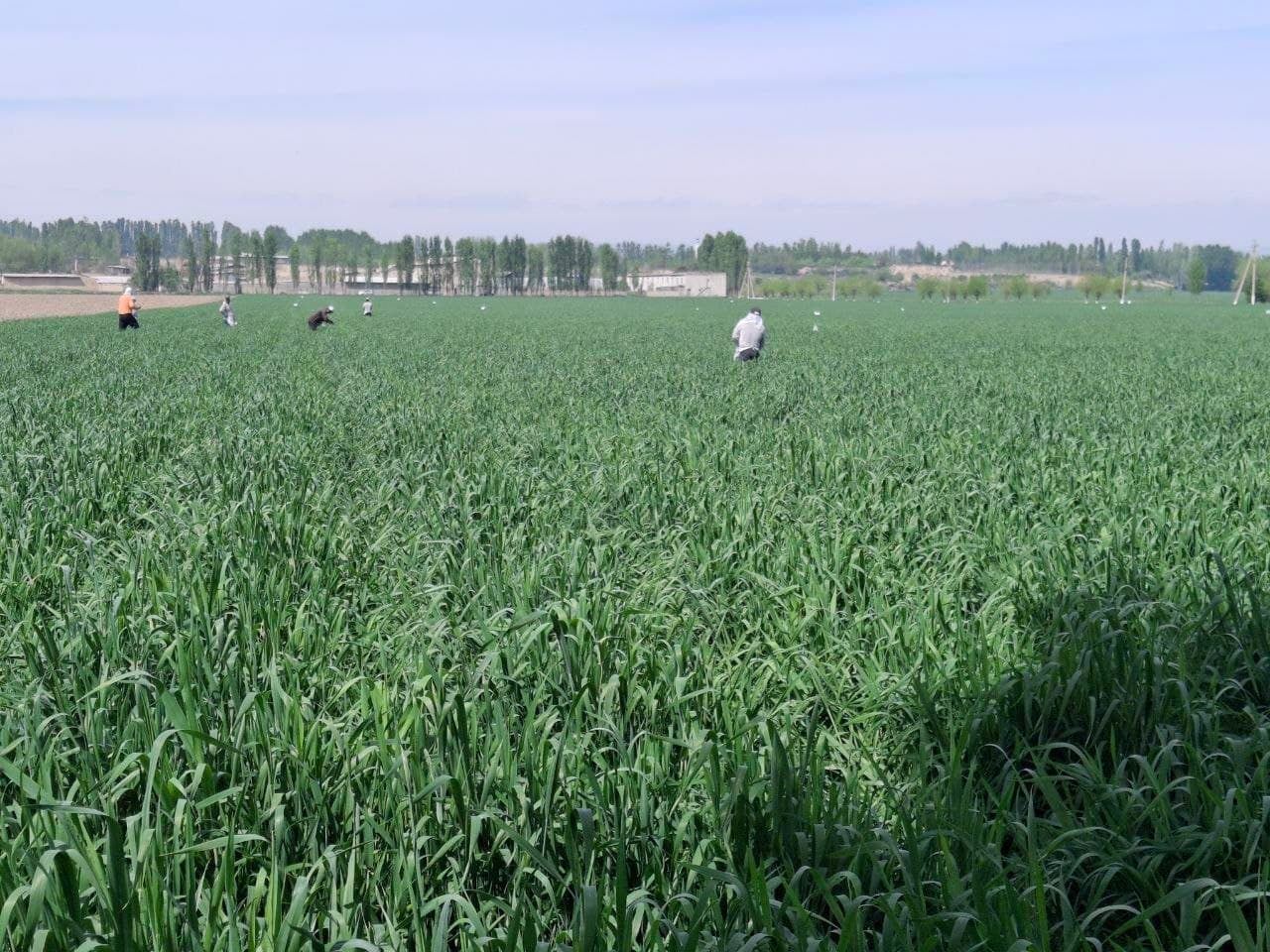 Уйчи туманида баҳорги агротехник ишлар уюшқоқлик билан олиб борилмоқда.