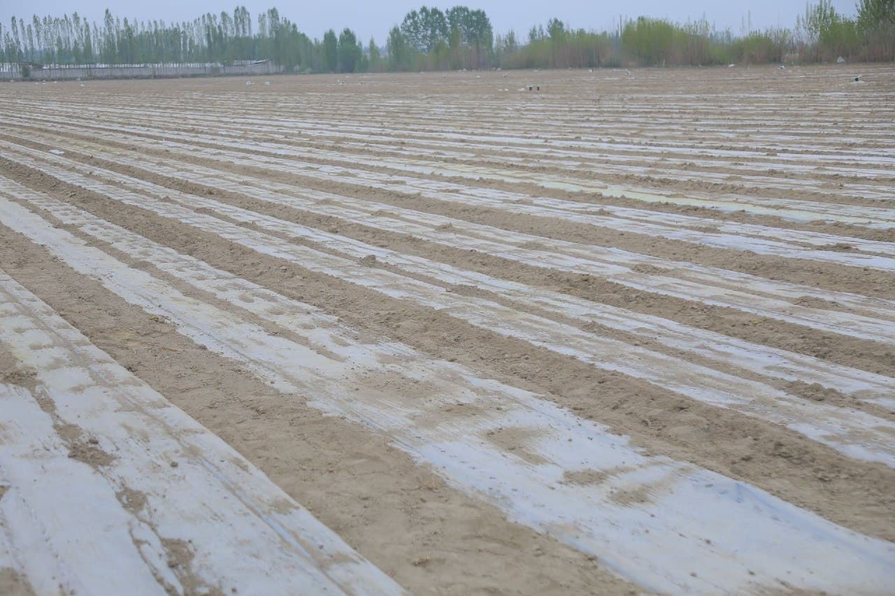 SEED SOWING IS BEING ACCELERATED