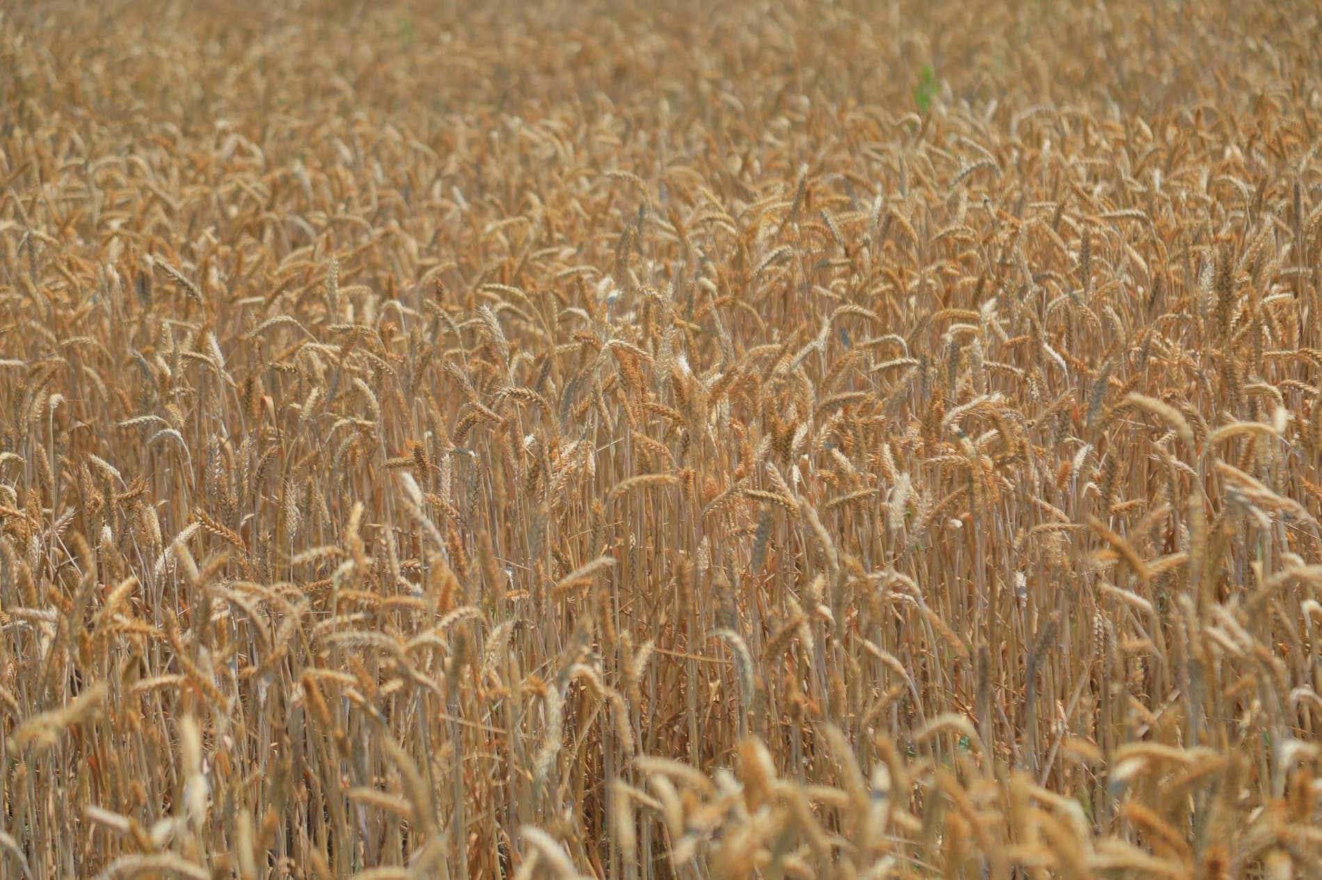 🌾 МЕҲНАТ БАРАКАСИ — ДАЛАДА