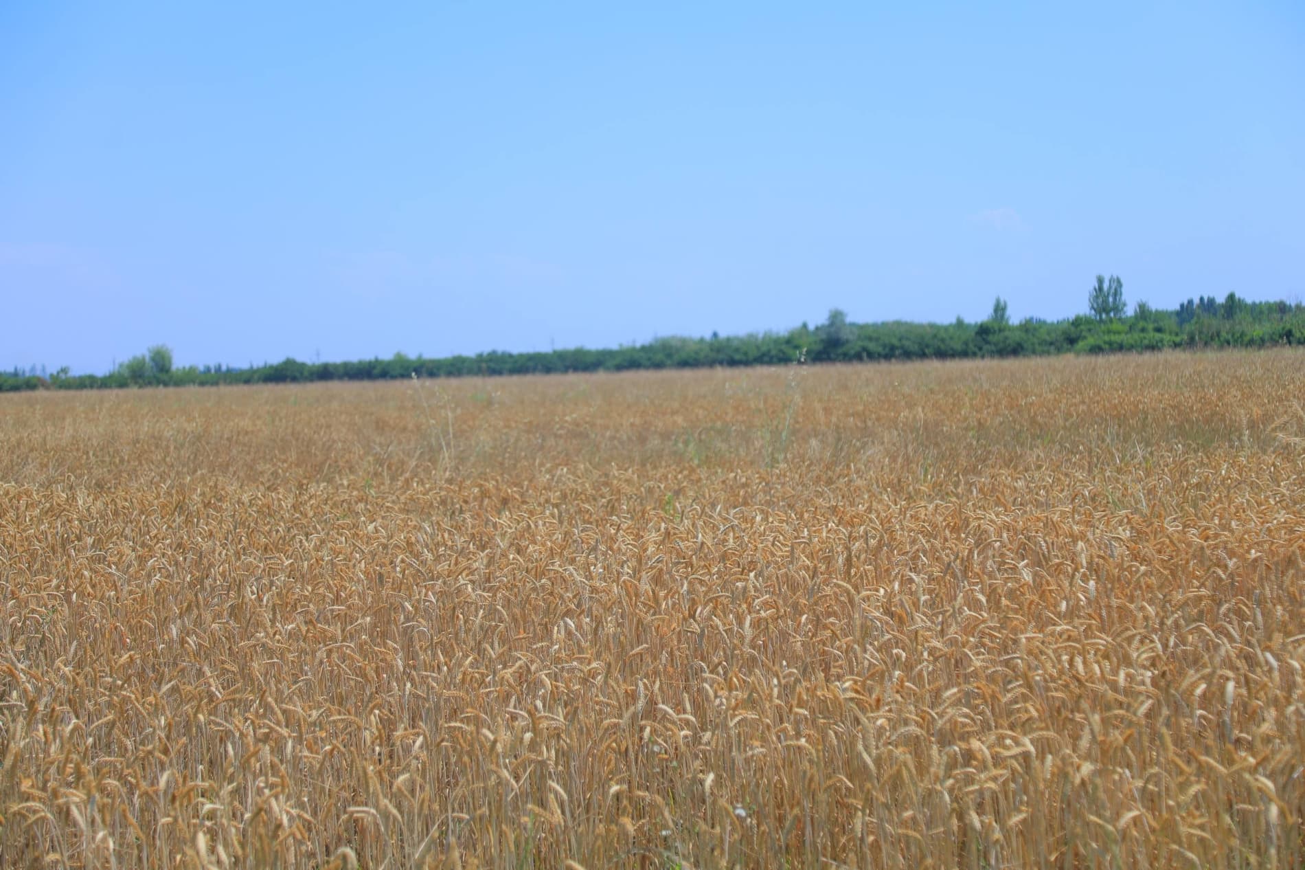 🌾 МЕҲНАТ БАРАКАСИ — ДАЛАДА