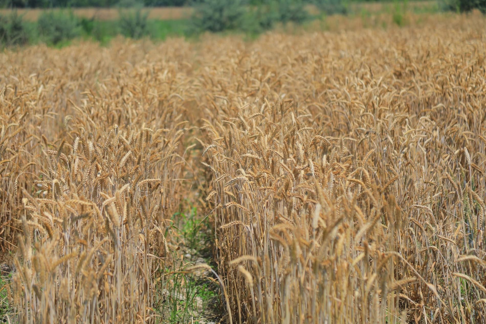 🌾 МЕҲНАТ БАРАКАСИ — ДАЛАДА