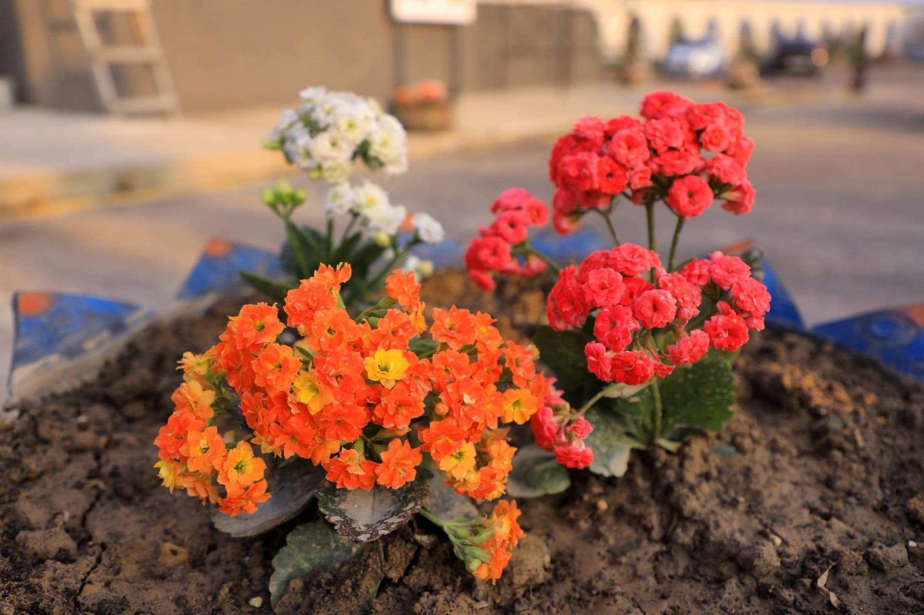 Muqaddas Ramazon nafasi — Kichik Xo‘jaobod jome masjidida o‘zgacha tarovat