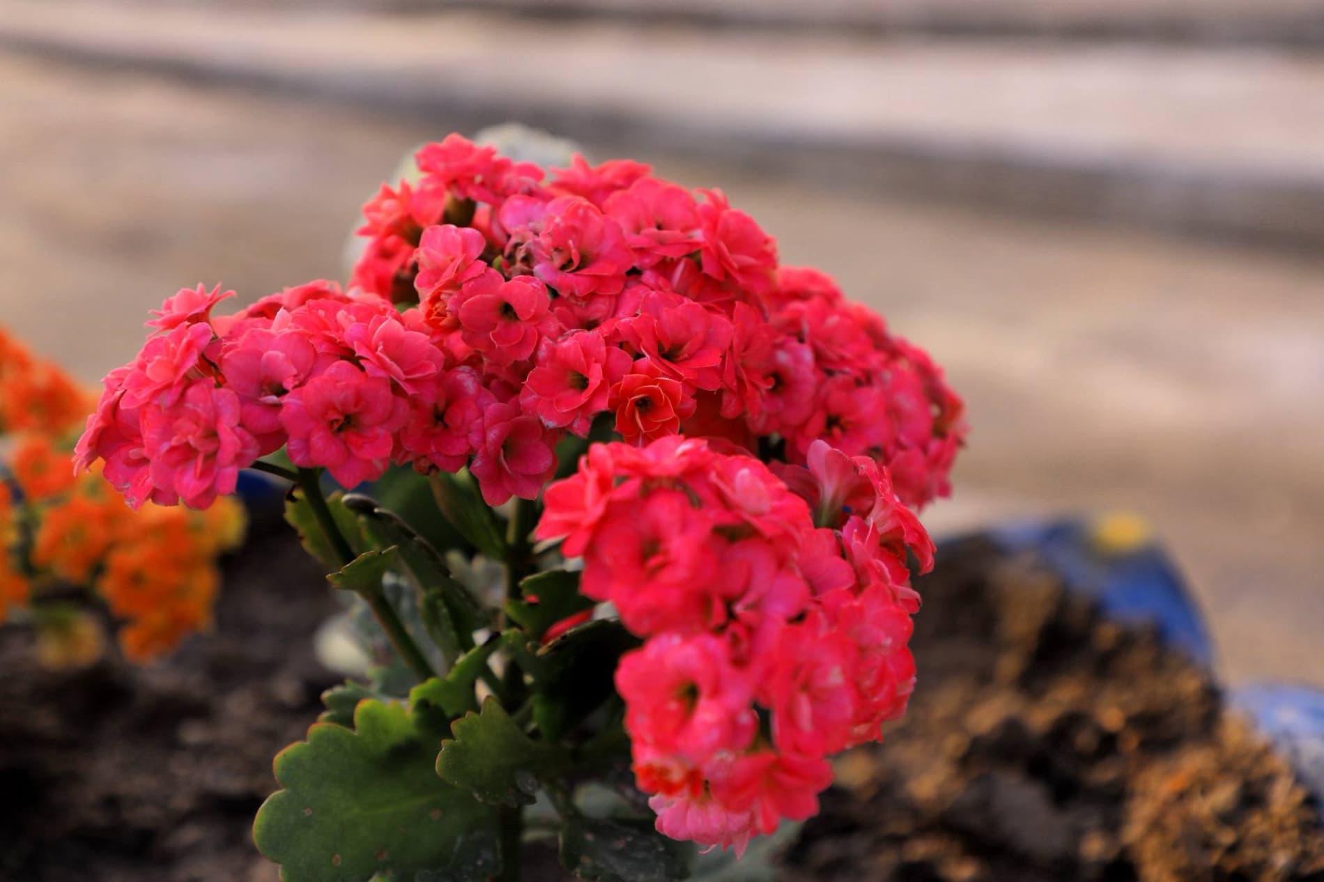 Muqaddas Ramazon nafasi — Kichik Xo‘jaobod jome masjidida o‘zgacha tarovat