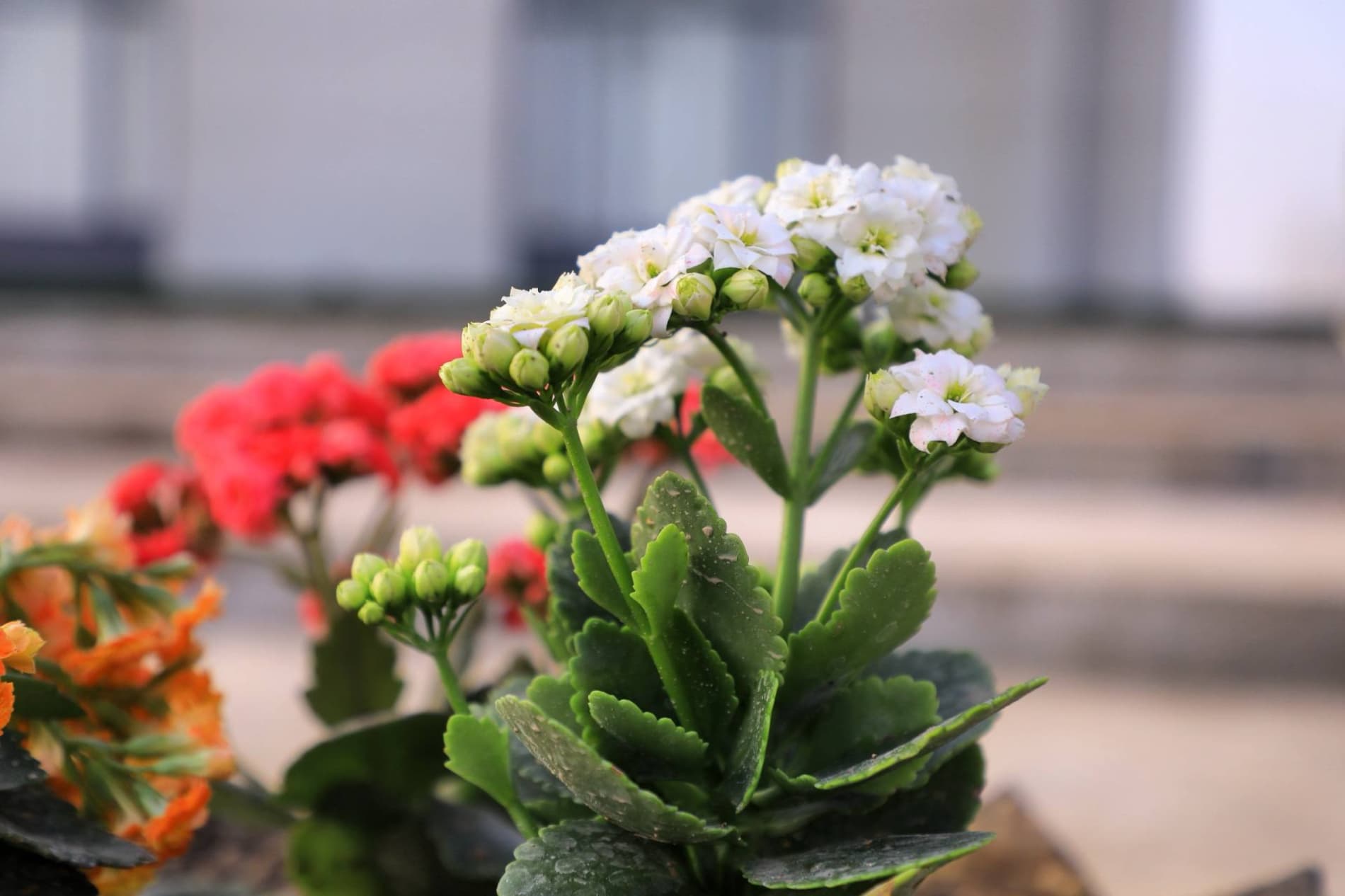 Muqaddas Ramazon nafasi — Kichik Xo‘jaobod jome masjidida o‘zgacha tarovat