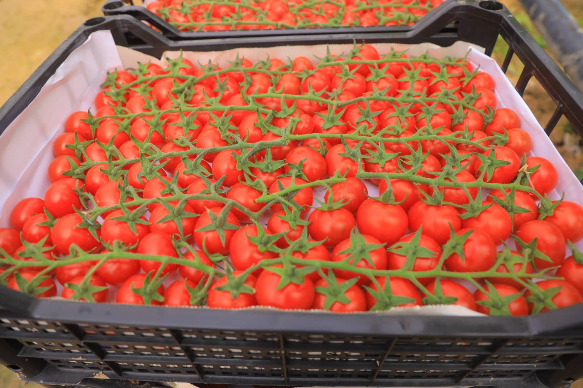 Eksport salohiyatini oshirish — ustuvor vazifa