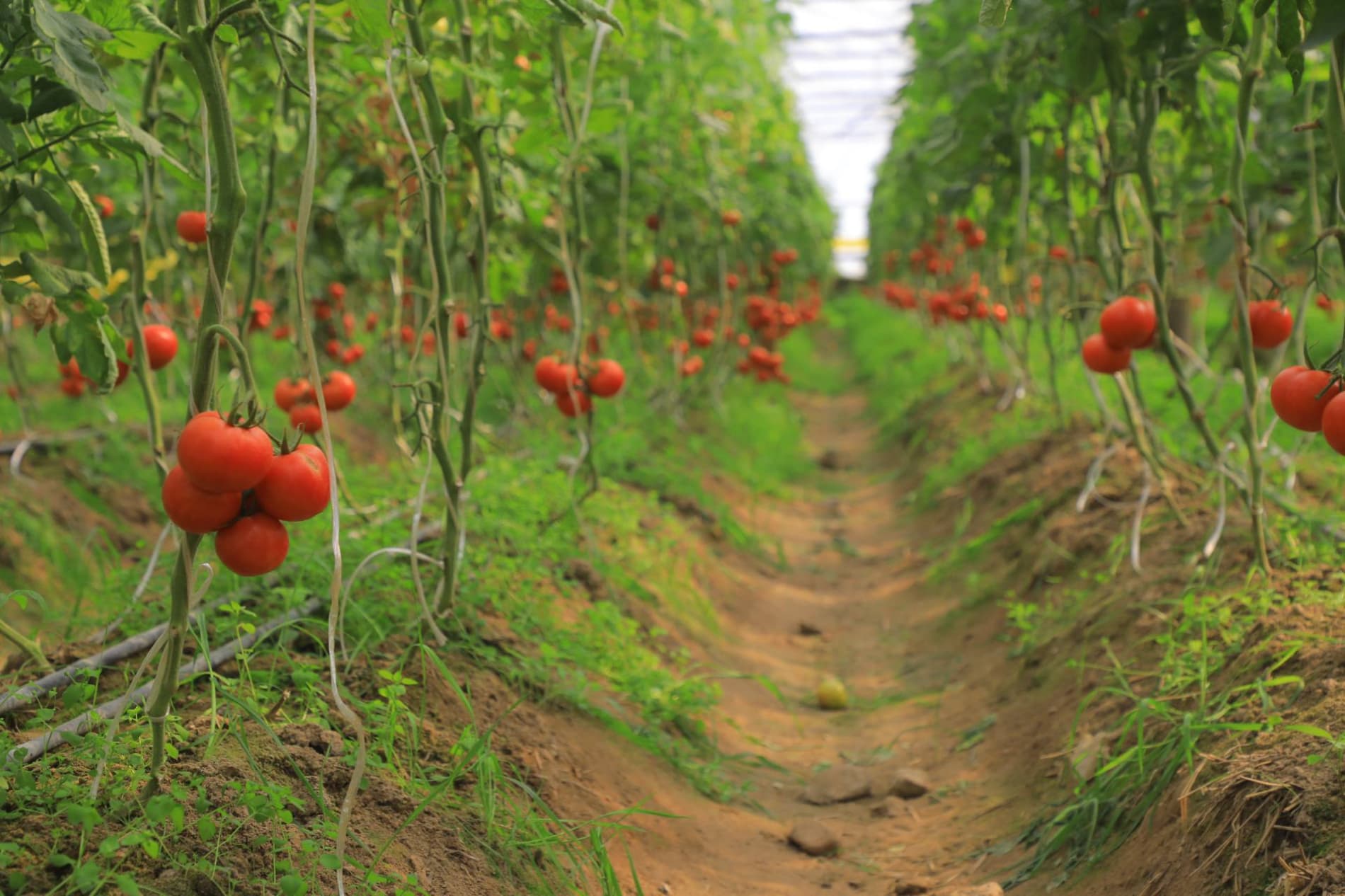 Eksport salohiyatini oshirish — ustuvor vazifa