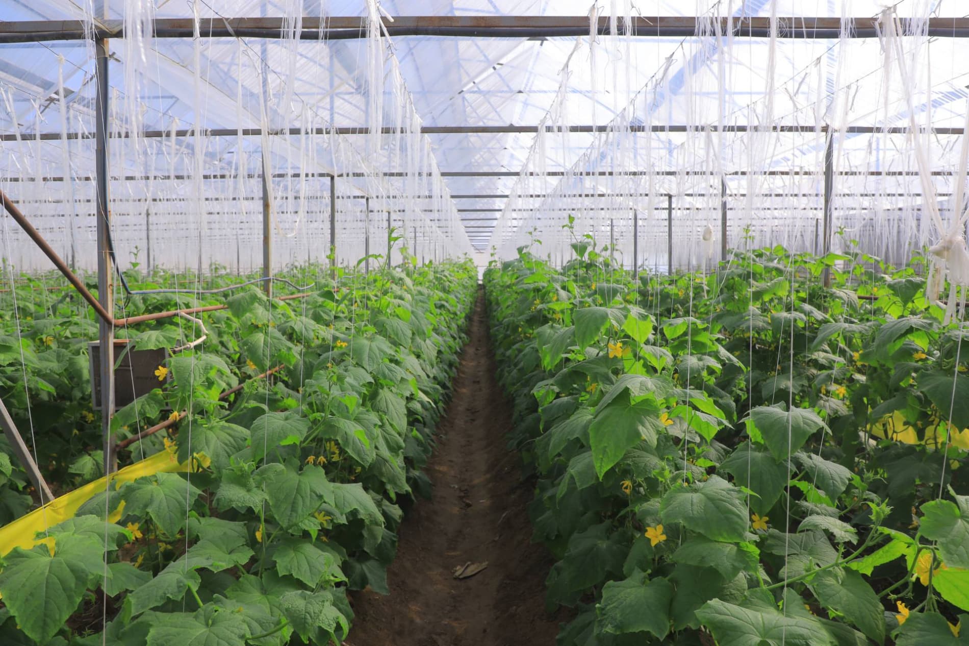 Eksport salohiyatini oshirish — ustuvor vazifa