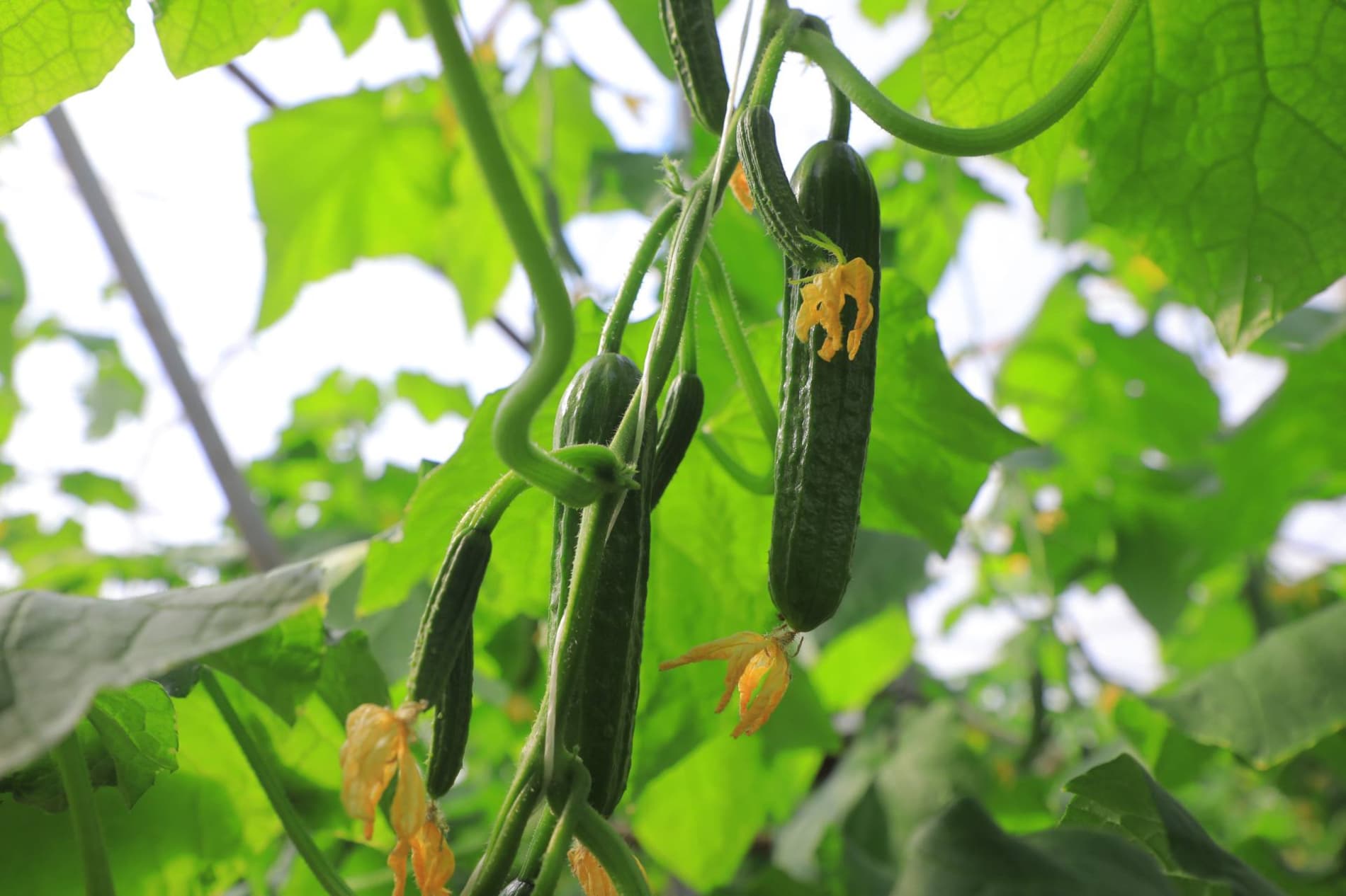 Eksport salohiyatini oshirish — ustuvor vazifa