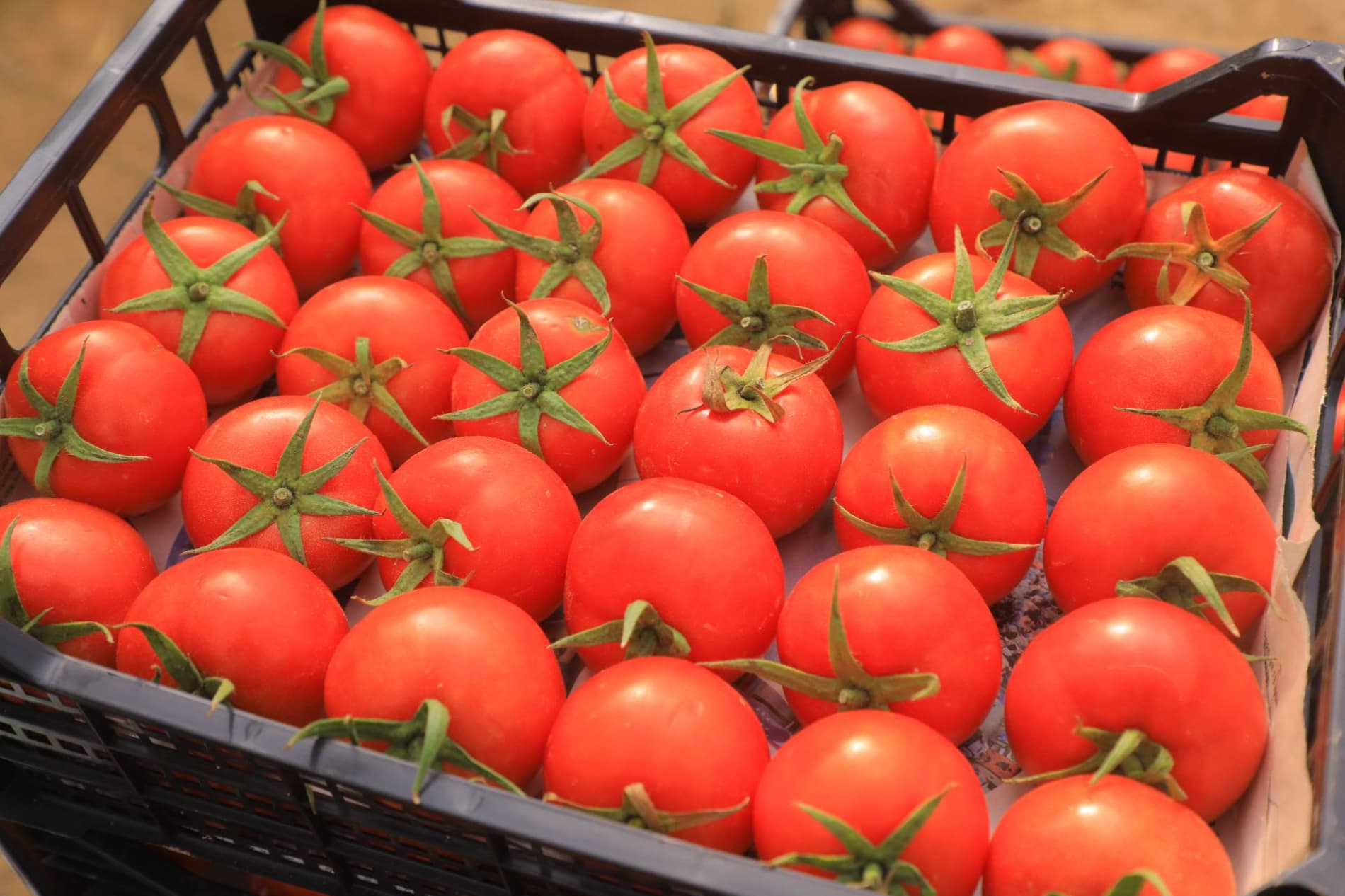 Eksport salohiyatini oshirish — ustuvor vazifa