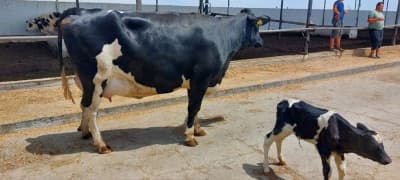 Embryo Transplantation – A New Stage in Breeding