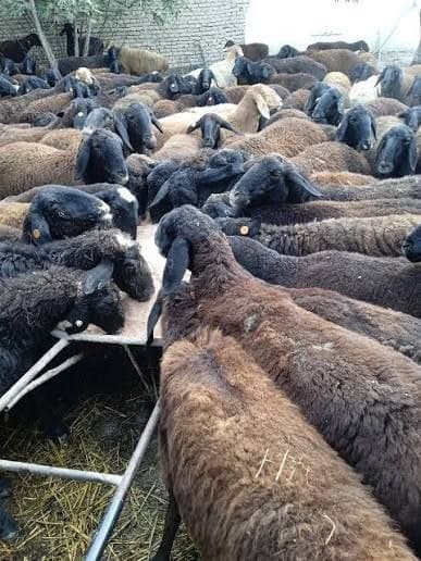 Янги лойиҳалар иқтисодиётнинг драйверига айланмоқда