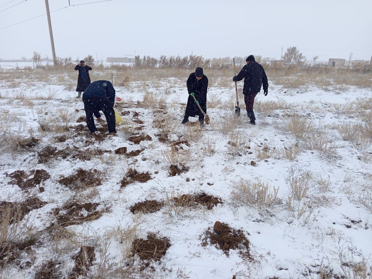 Tadqiqotlar davom etmoqda. Qorako‘lchilik va cho‘l ekologiyasi ilmiy-tadqiqot institutining tajriba dalalarida cho‘l ozuqabop o‘simliklar ustidagi tadqiqotlar jarayonlari to‘xtagani yo‘q.