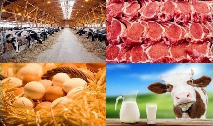 Sirdaryoda “Chorva mollari va parrandalarda moddalar almashinuvi hamda mahsuldorlikni oshirish” mavzusida seminar bo‘lib o‘tadi. Seminarda soha olimlari va xususiy sektorda faoliyat yuritayotgan mutaxassislar ishtirok etadi