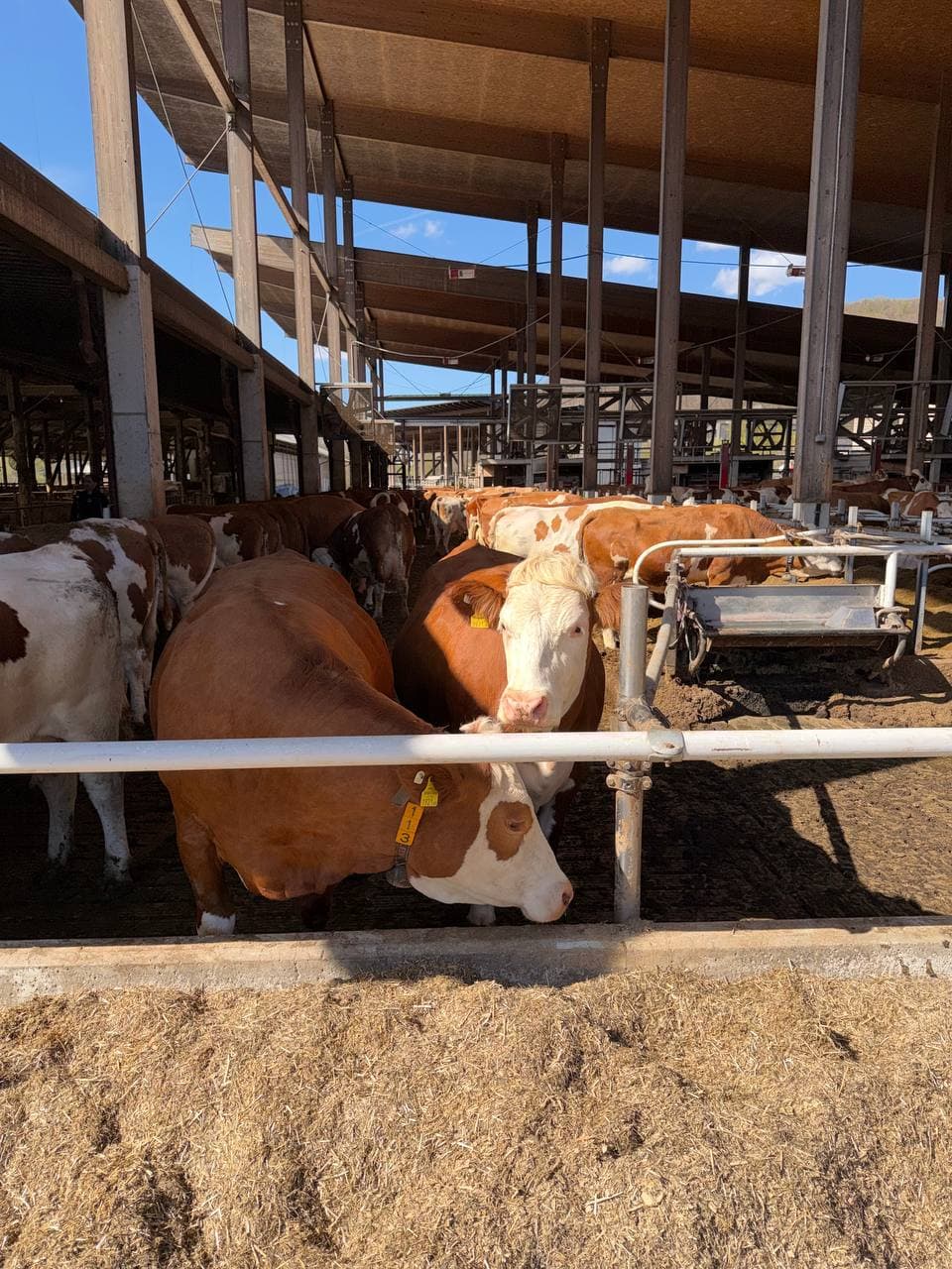 Сотрудничество в сфере животноводства с Германией и Австрией укрепляется.