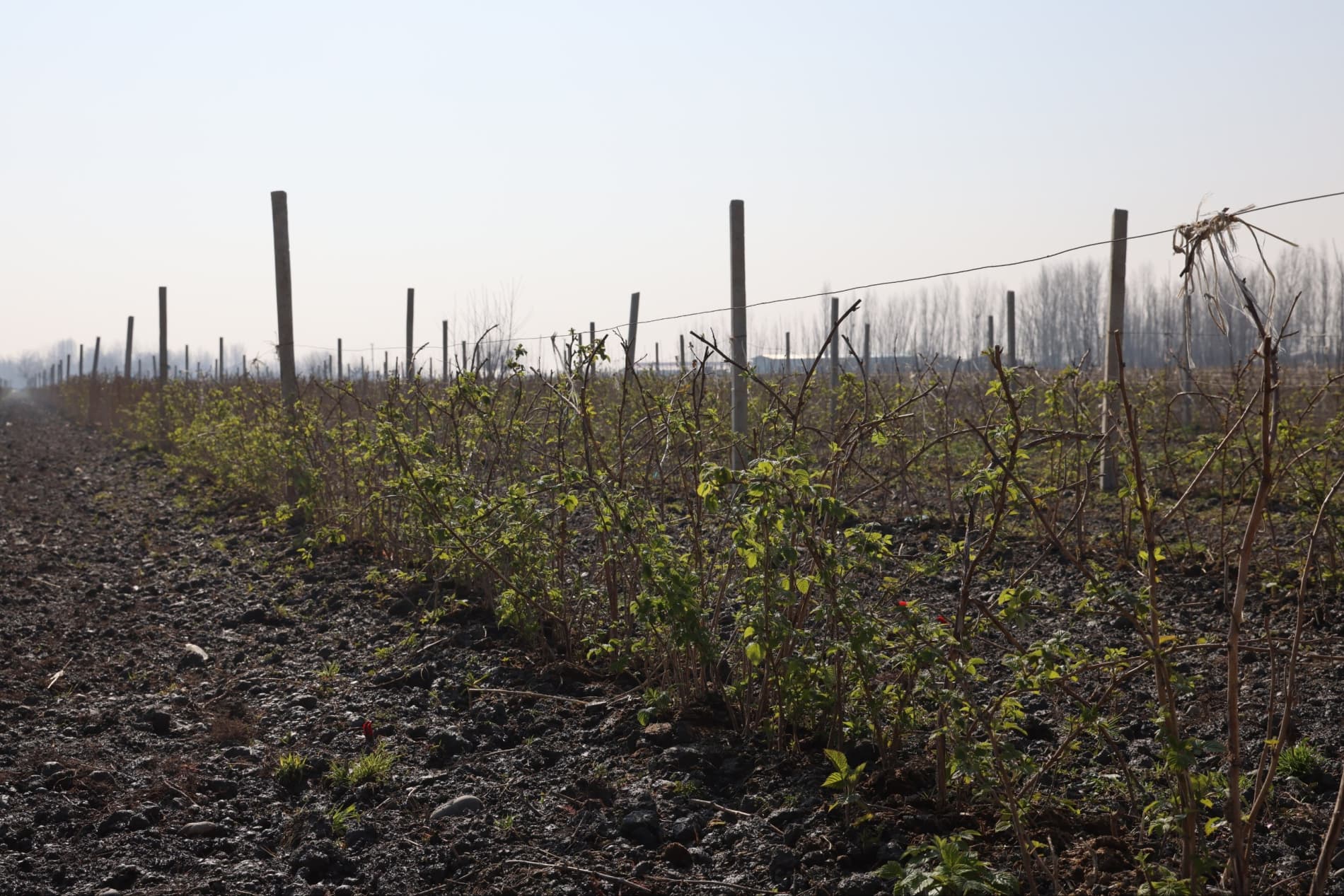 Van Syaolin: Jomboy tajribasini Xitoyda ham ommalashtiramiz