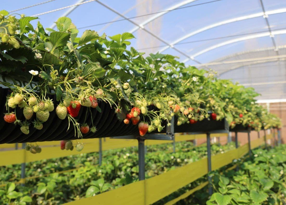 Van Syaolin: Jomboy tajribasini Xitoyda ham ommalashtiramiz