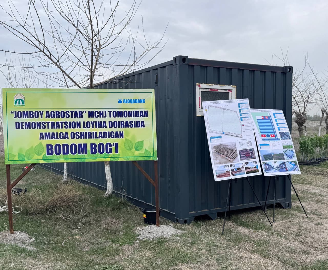 Jomboyda bodom plantatsiyasi barpo etilmoqda