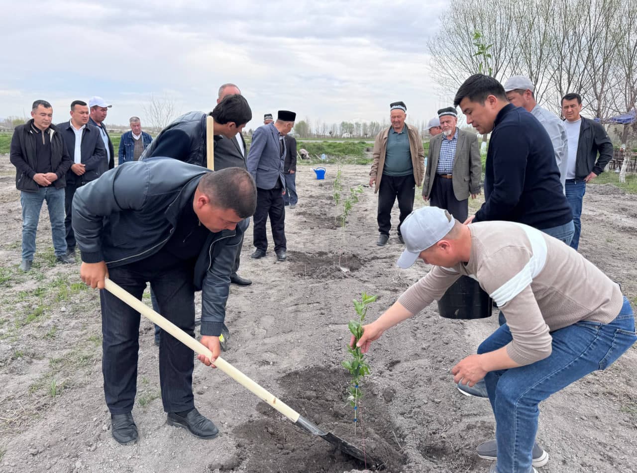 Jomboyda bodom plantatsiyasi barpo etilmoqda