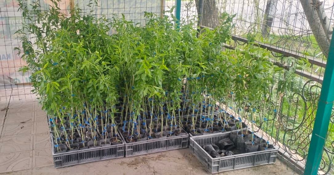 Jomboyda bodom plantatsiyasi barpo etilmoqda