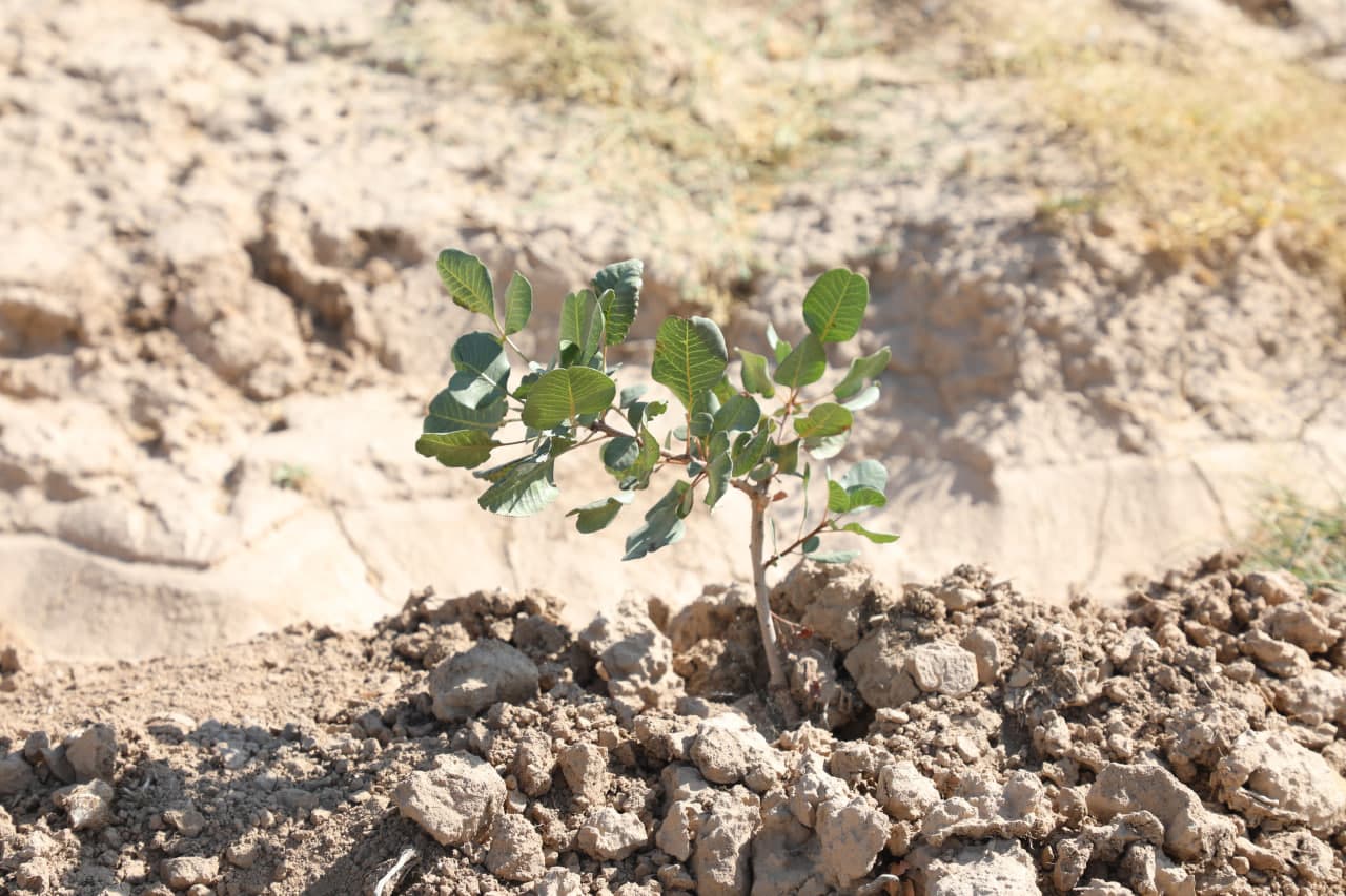Nurobodda pista plantatsiyalari barpo etish ishlari o‘rganildi