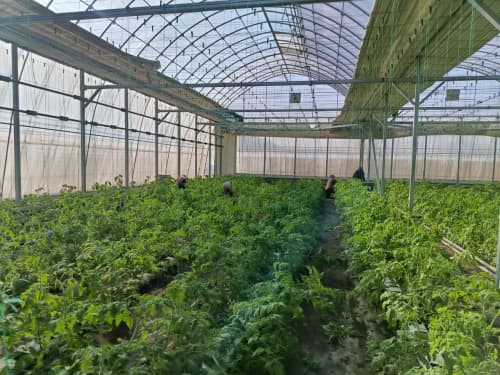 Issiqxonachilikdan barqaror daromad va samarali tajriba