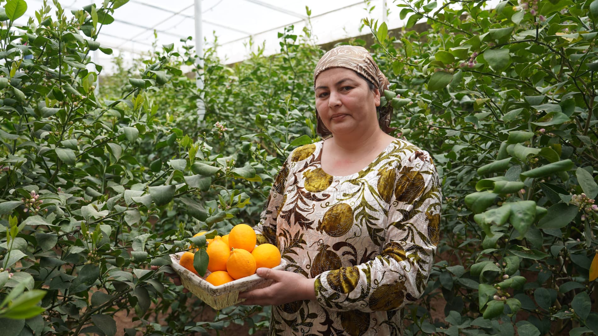 5 sotix issiqxonada muvaffaqiyat: Nasiba Xo‘jamurodovaning limonchilikdagi ilk qadamlari