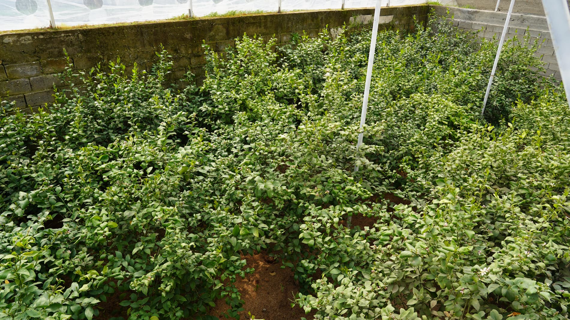 5 sotix issiqxonada muvaffaqiyat: Nasiba Xo‘jamurodovaning limonchilikdagi ilk qadamlari