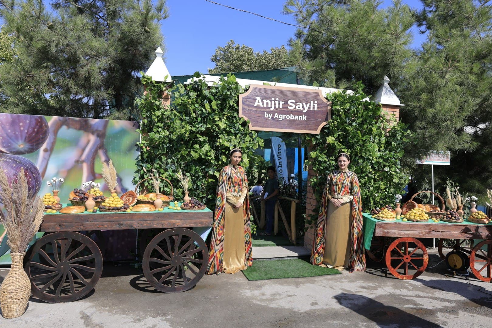 “Anjir sayli”