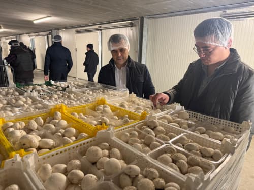 Qo‘ziqorin yetishtirish bo‘yicha xalqaro tajriba o‘zlashtirildi