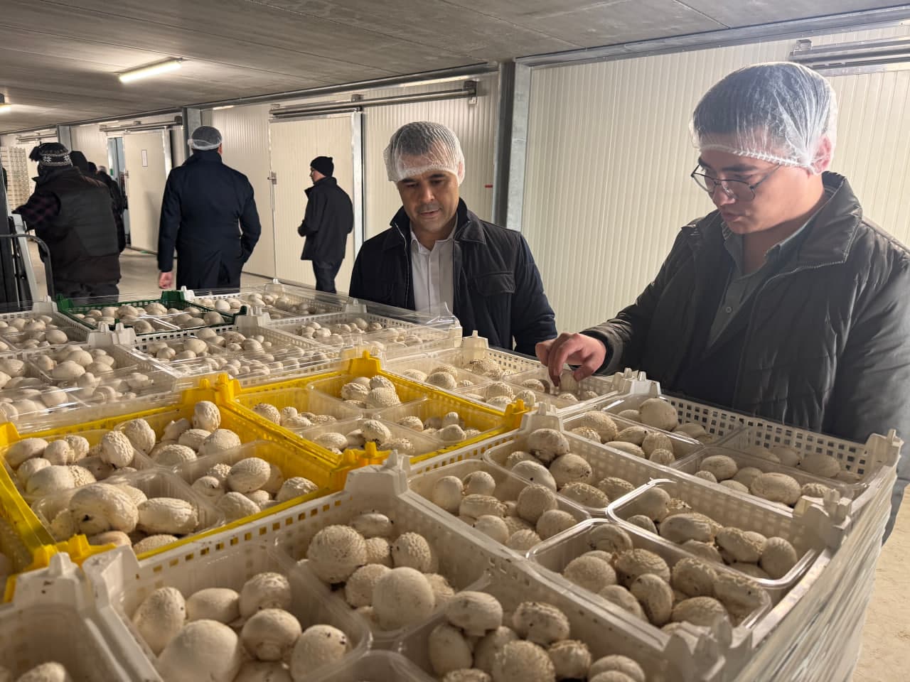 Qo‘ziqorin yetishtirish bo‘yicha xalqaro tajriba o‘zlashtirildi