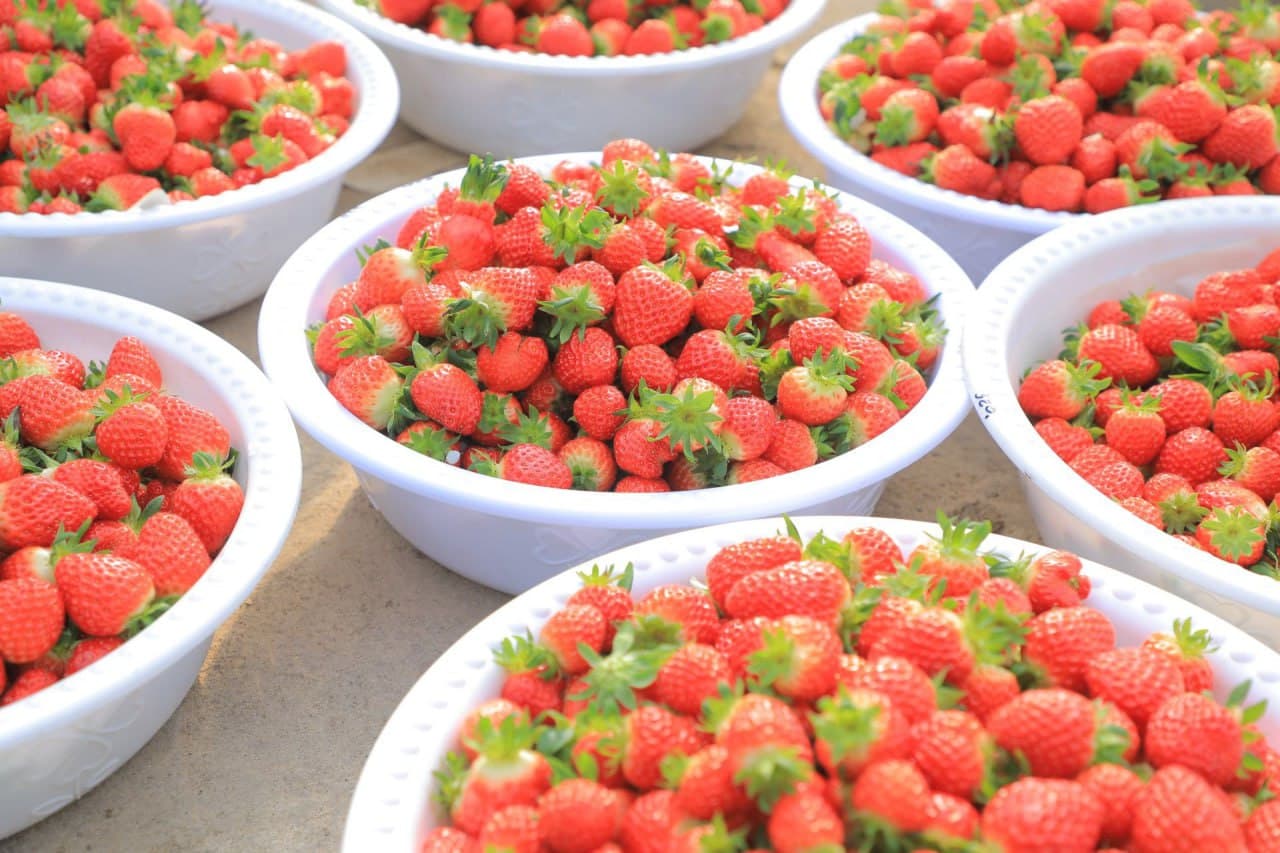 Чуст туманида инновацион технологиялар асосида қулупнай етиштирилмоқда