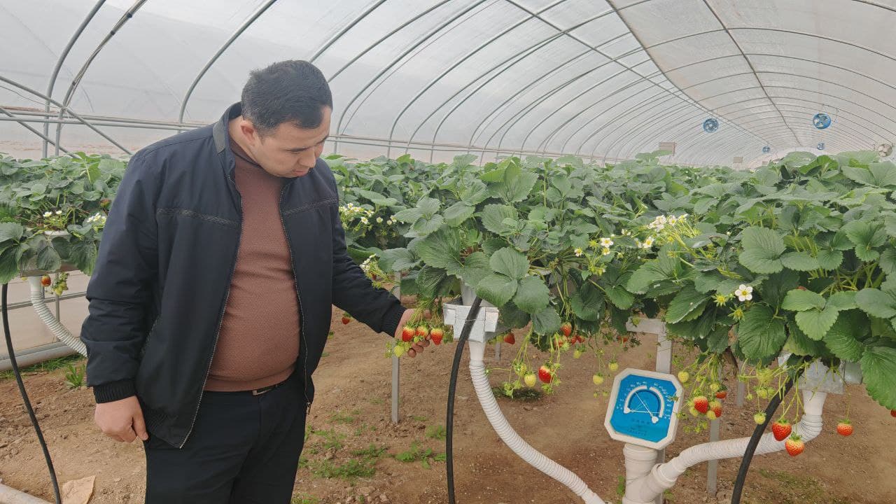 Чуст туманида инновацион технологиялар асосида қулупнай етиштирилмоқда