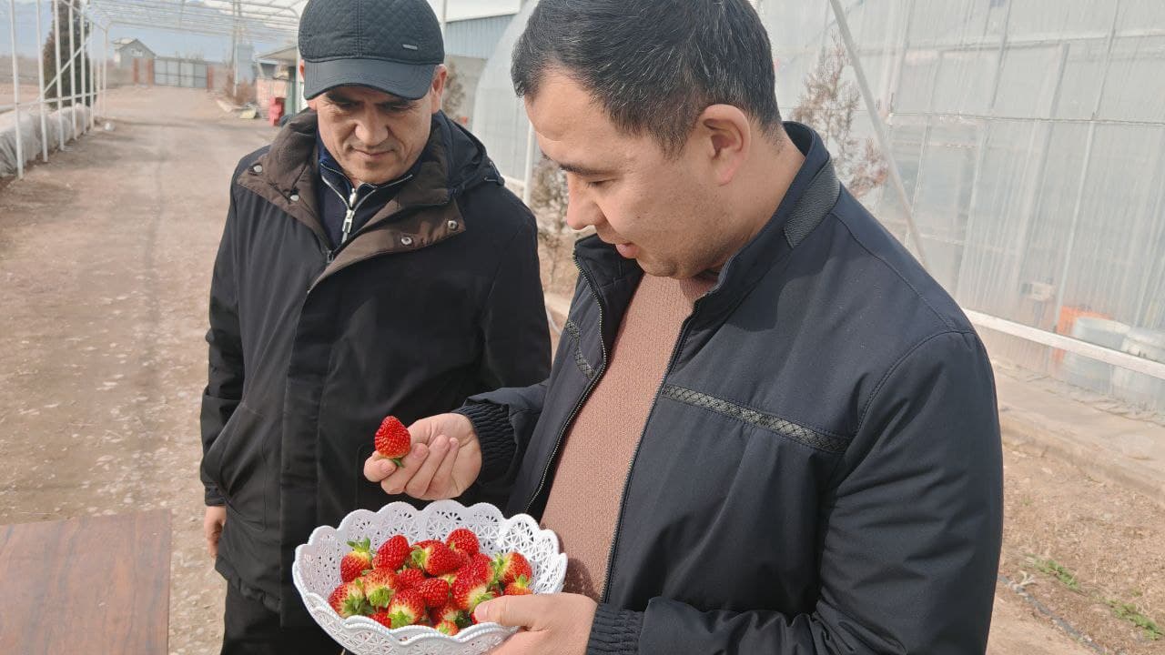 Чуст туманида инновацион технологиялар асосида қулупнай етиштирилмоқда