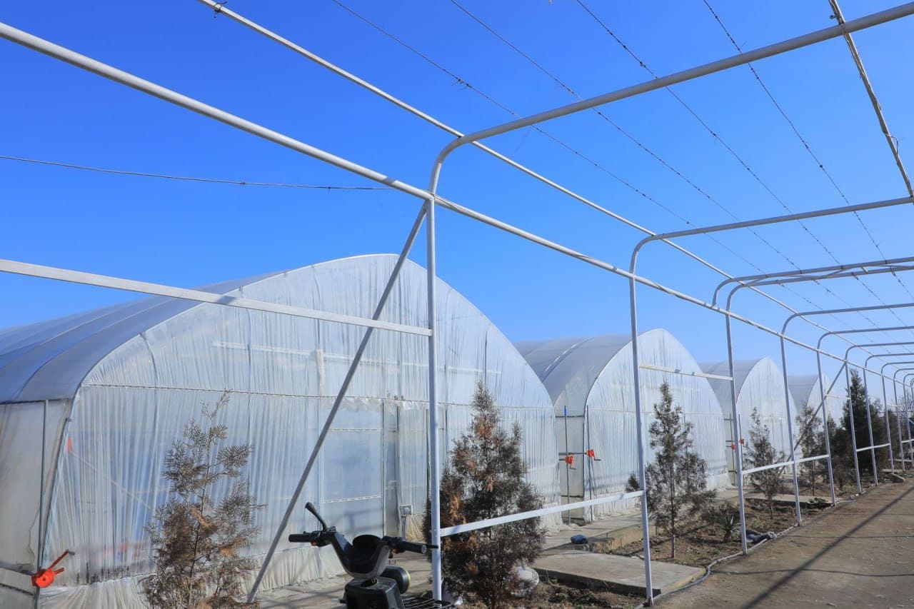 Чуст туманида инновацион технологиялар асосида қулупнай етиштирилмоқда