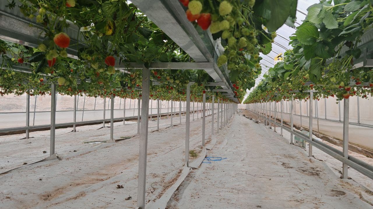 Чуст туманида инновацион технологиялар асосида қулупнай етиштирилмоқда