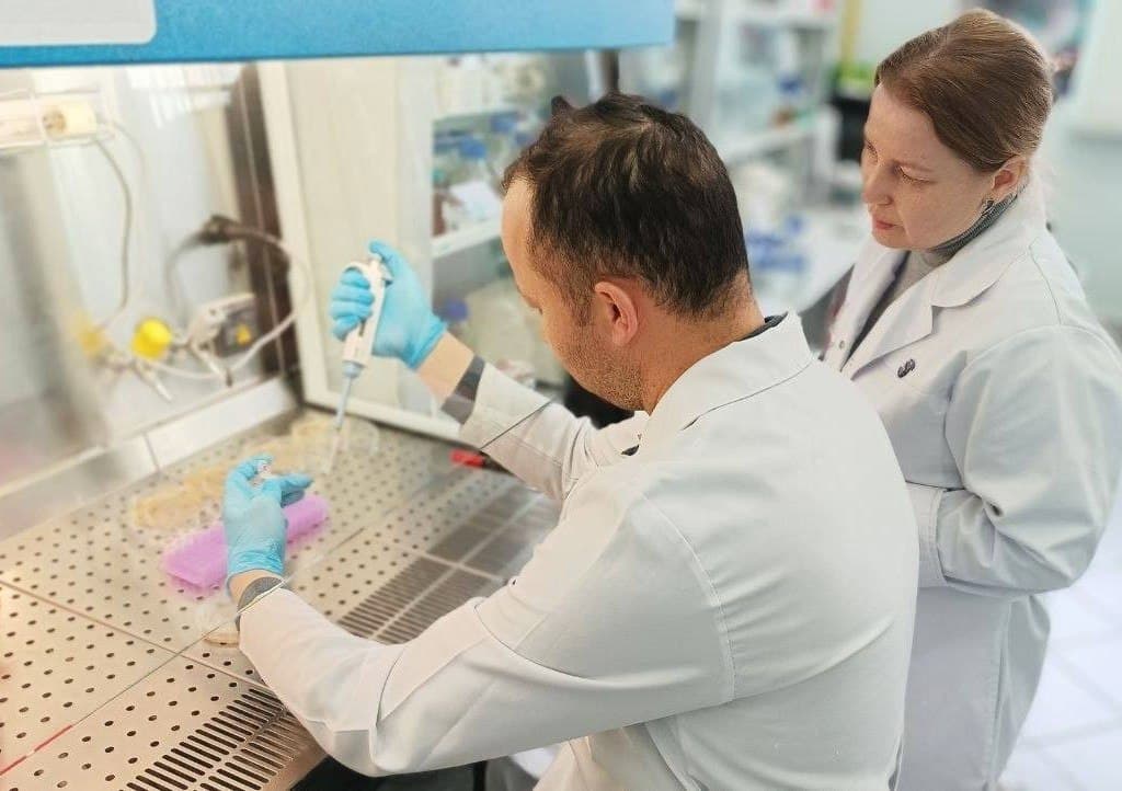 Mahalliy bug‘doy navlarining genetik xususiyatlari Qozon federal universitetida o‘rganildi