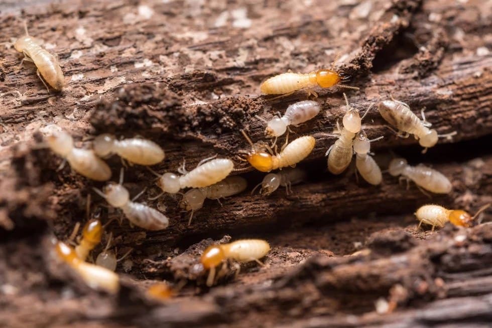 Termitlarga qarshi mahalliy innovatsion yechim: “OKS” biopreparati ishlab chiqarilmoqda