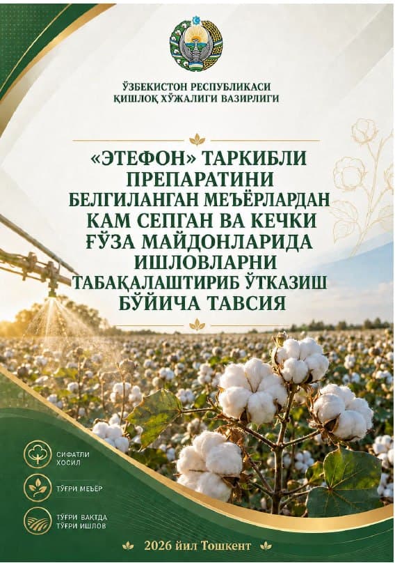 “ЭТЕФОН” ТАРКИБЛИ ПРЕПАРАТИНИ БЕЛГИЛАНГАН МЕЪЁРЛАРДАН КАМ СЕПГАН ВА КЕЧКИ ҒЎЗА МАЙДОНЛАРИДА ИШЛОВЛАРНИ ТАБАҚАЛАШТИРИБ ЎТКАЗИШ БЎЙИЧА ТАВСИЯ