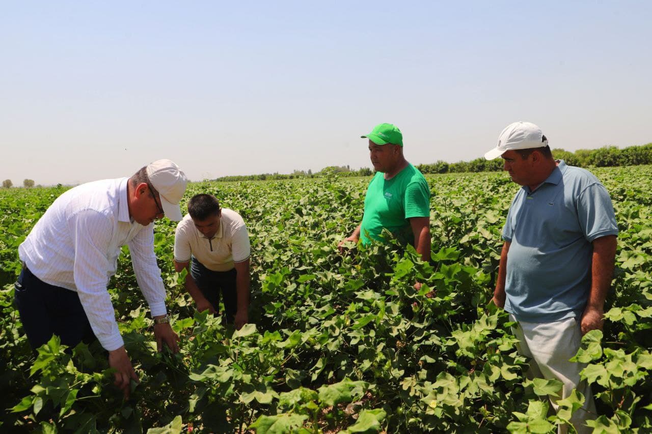 Bandixon tumanida go'zaga ishlov berishda defoliatsiya ishlari boshlab yuborildi
