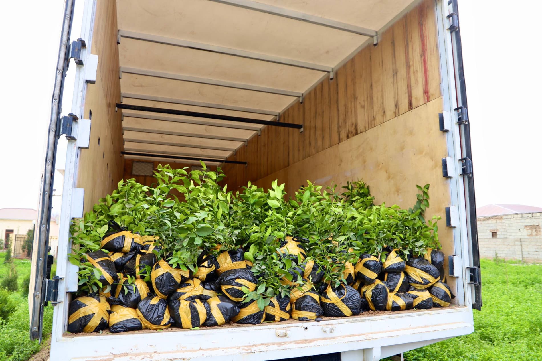 Бандихонда “яшил даромад” сари муҳим қадам: аҳолига лимон кўчатлари тарқатилмоқда