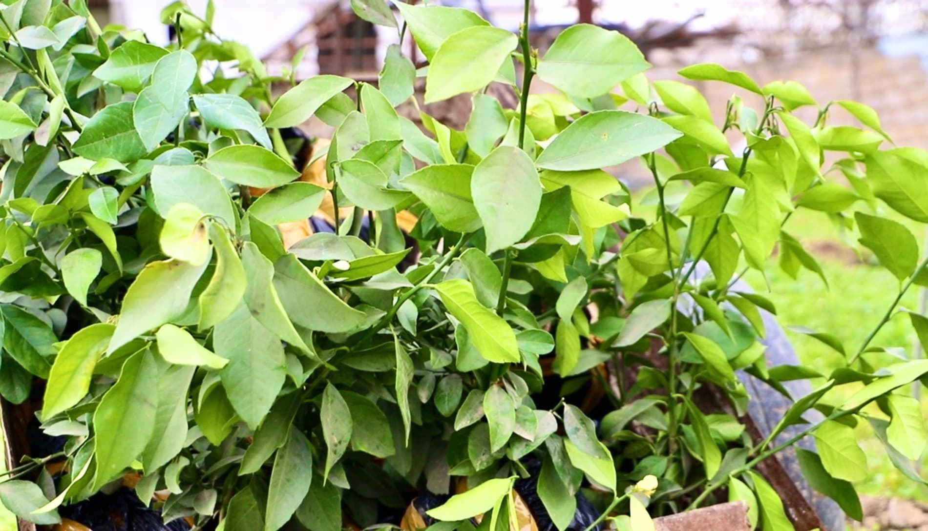 Бандихонда “яшил даромад” сари муҳим қадам: аҳолига лимон кўчатлари тарқатилмоқда