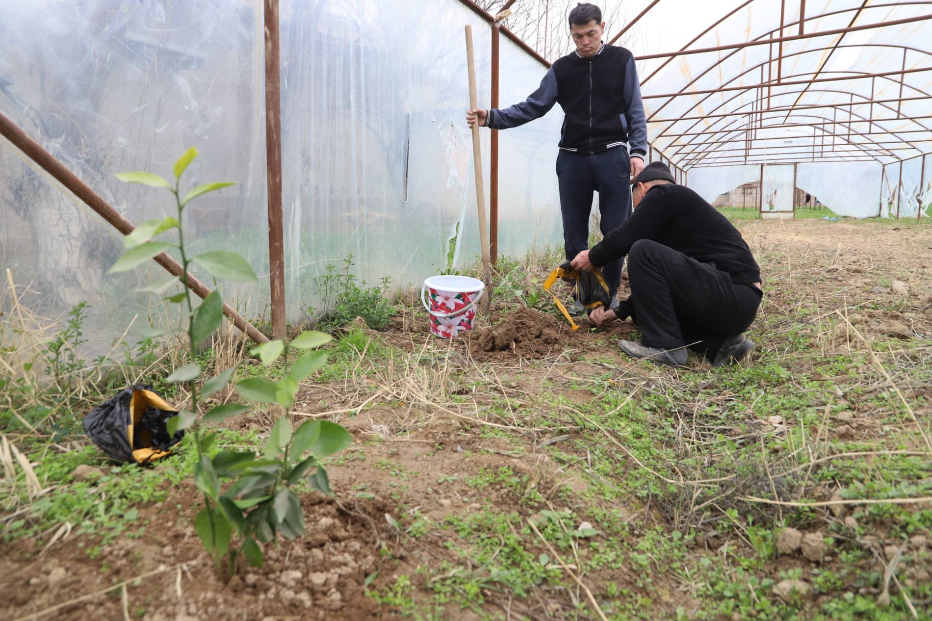 Бандихонда “яшил даромад” сари муҳим қадам: аҳолига лимон кўчатлари тарқатилмоқда