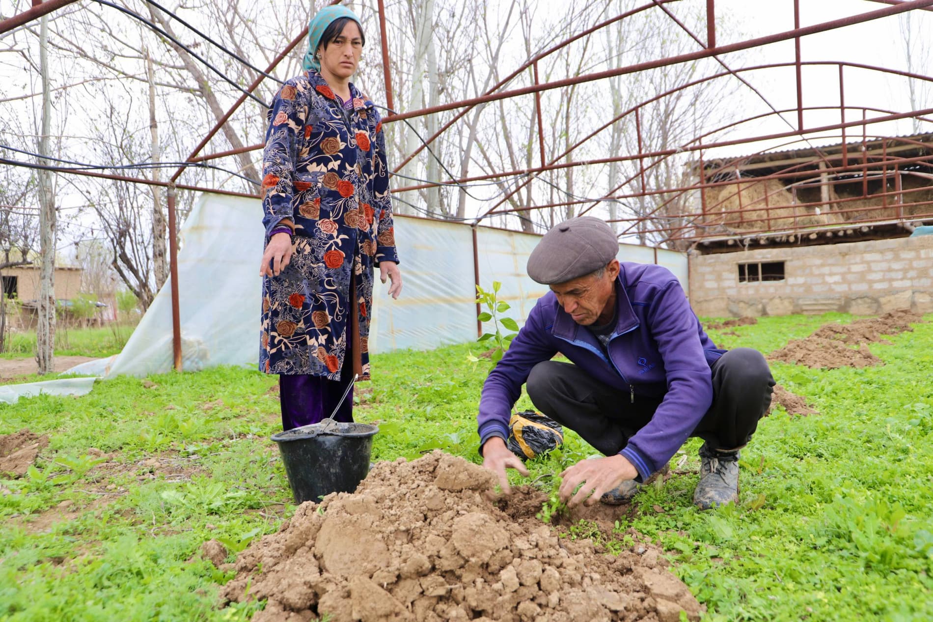 Bandixonda “yashil daromad” sari muhim qadam: aholiga limon ko‘chatlari tarqatilmoqda